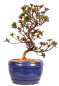 Preview: Bonsai - Japanische Satsuki Azalee 'Karenko'- Rhododendron indicum 229/103