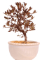 Preview: Bonsai - Japanische Satsuki Azalee - Rhododendron indicum 229/105