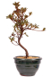 Preview: Bonsai - Japanische Satsuki Azalee 'Hibainishiki' - Rhododendron indicum 229/106