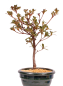 Preview: Bonsai - Japanische Satsuki Azalee 'Hibainishiki' - Rhododendron indicum 229/106