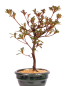 Preview: Bonsai - Japanische Satsuki Azalee 'Hibainishiki' - Rhododendron indicum 229/106