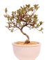 Preview: Bonsai - Japanische Satsuki Azalee 'Karenko'- Rhododendron indicum 229/107