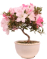 Preview: Bonsai - Japanische Satsuki Azalee 'Karenko'- Rhododendron indicum 229/107