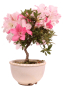 Preview: Bonsai - Japanische Satsuki Azalee 'Karenko'- Rhododendron indicum 229/107