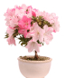 Preview: Bonsai - Japanische Satsuki Azalee 'Karenko'- Rhododendron indicum 229/107