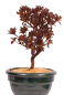 Preview: Bonsai - Japanische Satsuki Azalee - Rhododendron indicum 229/108