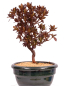 Preview: Bonsai - Japanische Satsuki Azalee - Rhododendron indicum 229/108