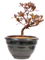 Preview: Bonsai - Japanische Satsuki Azalee - Rhododendron indicum 229/109