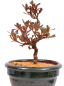 Preview: Bonsai - Japanische Satsuki Azalee - Rhododendron indicum 229/109