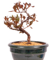 Preview: Bonsai - Japanische Satsuki Azalee - Rhododendron indicum 229/109