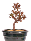 Preview: Bonsai - Japanische Satsuki Azalee - Rhododendron indicum 229/109