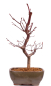 Preview: Bonsai - Acer palmatum 'Deshojo', roter Fächerahorn aus Japan 229/10