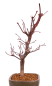 Preview: Bonsai - Acer palmatum 'Deshojo', roter Fächerahorn aus Japan 229/10