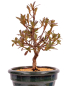 Preview: Bonsai - Japanische Satsuki Azalee - Rhododendron indicum 229/110