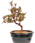 Preview: Bonsai - Japanische Satsuki Azalee - Rhododendron indicum 229/110