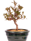 Preview: Bonsai - Japanische Satsuki Azalee - Rhododendron indicum 229/110