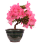 Preview: Bonsai - Japanische Satsuki Azalee - Rhododendron indicum 229/110