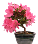 Preview: Bonsai - Japanische Satsuki Azalee - Rhododendron indicum 229/110