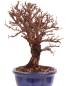 Preview: Bonsai - Ulmus parvifolia 'Nire', Chinesische Ulme, Korkulme aus Japan 229/112
