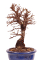 Preview: Bonsai - Ulmus parvifolia 'Nire', Chinesische Ulme, Korkulme aus Japan 229/113