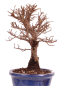 Preview: Bonsai - Ulmus parvifolia 'Nire', Chinesische Ulme, Korkulme aus Japan 229/114