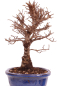 Preview: Bonsai - Ulmus parvifolia 'Nire', Chinesische Ulme, Korkulme aus Japan 229/114