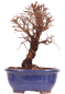 Preview: Bonsai - Ulmus parvifolia 'Nire', Chinesische Ulme, Korkulme aus Japan 229/115