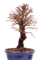 Preview: Bonsai - Ulmus parvifolia 'Nire', Chinesische Ulme, Korkulme aus Japan 229/115