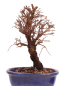 Preview: Bonsai - Ulmus parvifolia 'Nire', Chinesische Ulme, Korkulme aus Japan 229/115