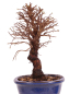 Preview: Bonsai - Ulmus parvifolia 'Nire', Chinesische Ulme, Korkulme aus Japan 229/115