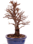 Preview: Bonsai - Ulmus parvifolia 'Nire', Chinesische Ulme, Korkulme aus Japan 229/116