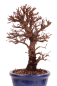 Preview: Bonsai - Ulmus parvifolia 'Nire', Chinesische Ulme, Korkulme aus Japan 229/117