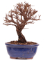 Preview: Bonsai - Ulmus parvifolia 'Nire', Chinesische Ulme, Korkulme aus Japan 229/119