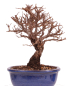 Preview: Bonsai - Ulmus parvifolia 'Nire', Chinesische Ulme, Korkulme aus Japan 229/119