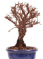 Preview: Bonsai - Ulmus parvifolia 'Nire', Chinesische Ulme, Korkulme aus Japan 229/119
