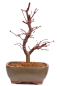 Preview: Bonsai - Acer palmatum 'Deshojo', roter Fächerahorn aus Japan 229/11