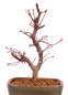 Preview: Bonsai - Acer palmatum 'Deshojo', roter Fächerahorn aus Japan 229/11