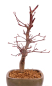 Preview: Bonsai - Acer palmatum 'Deshojo', roter Fächerahorn aus Japan 229/11