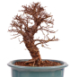 Preview: Bonsai - Ulmus parvifolia 'Nire', Chinesische Ulme, Korkulme aus Japan 229/120