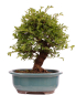 Preview: Bonsai - Ulmus parvifolia 'Nire', Chinesische Ulme, Korkulme aus Japan 229/120