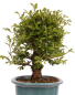 Preview: Bonsai - Ulmus parvifolia 'Nire', Chinesische Ulme, Korkulme aus Japan 229/120