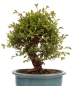 Preview: Bonsai - Ulmus parvifolia 'Nire', Chinesische Ulme, Korkulme aus Japan 229/120