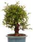 Preview: Bonsai - Ulmus parvifolia 'Nire', Chinesische Ulme, Korkulme aus Japan 229/120