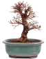 Preview: Bonsai - Ulmus parvifolia 'Nire', Chinesische Ulme, Korkulme aus Japan 229/121