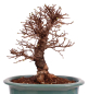 Preview: Bonsai - Ulmus parvifolia 'Nire', Chinesische Ulme, Korkulme aus Japan 229/121