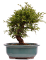 Preview: Bonsai - Ulmus parvifolia 'Nire', Chinesische Ulme, Korkulme aus Japan 229/122