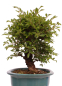Preview: Bonsai - Ulmus parvifolia 'Nire', Chinesische Ulme, Korkulme aus Japan 229/122