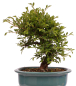 Preview: Bonsai - Ulmus parvifolia 'Nire', Chinesische Ulme, Korkulme aus Japan 229/122