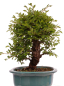 Preview: Bonsai - Ulmus parvifolia 'Nire', Chinesische Ulme, Korkulme aus Japan 229/122