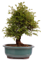 Preview: Bonsai - Ulmus parvifolia 'Nire', Chinesische Ulme, Korkulme aus Japan 229/123